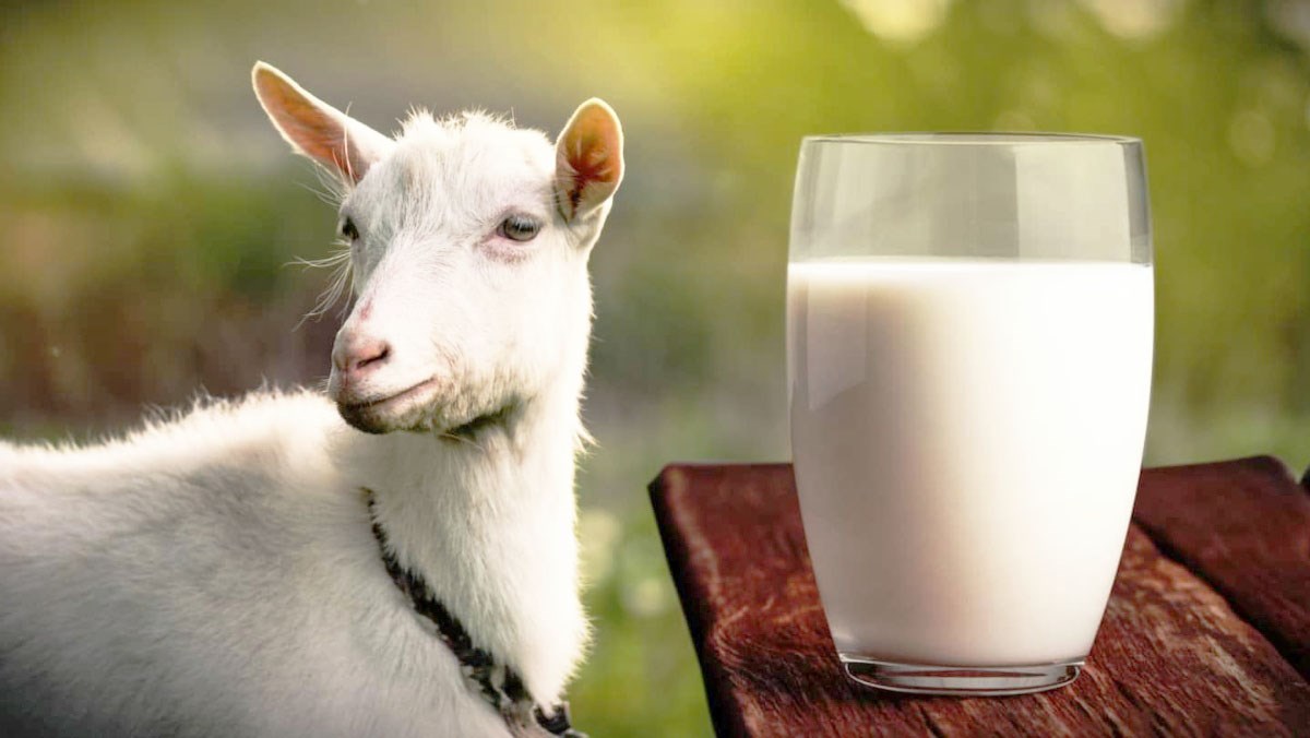 Sữa dê nhập khẩu tại Úc